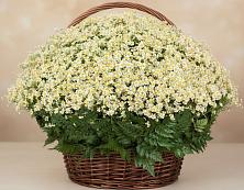 Цветочная композиция из Ромашки в корзине #REPLACE_PRED# Солнцево Курская область