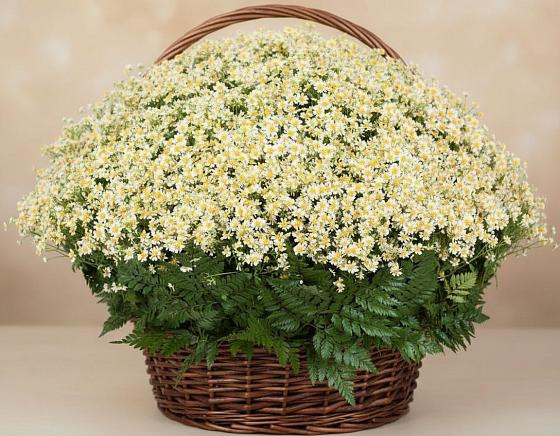 Цветочная композиция из Ромашки в корзине в Солнцево Курская область