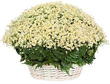 Цветочная композиция из Ромашки в корзине #REPLACE_PRED# Солнцево Курская область